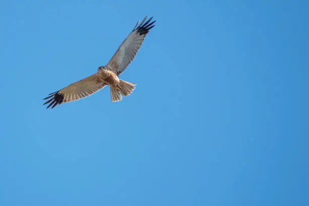 Photo of marsh harrier flies in the blue sky and looks for prey