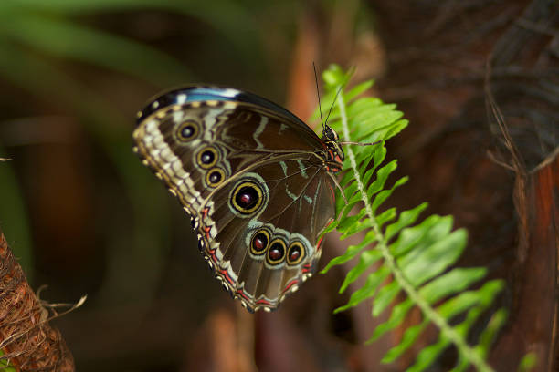 papillon de morpho bleu avec des ailes fermées - blue silk morpho butterfly photos et images de collection