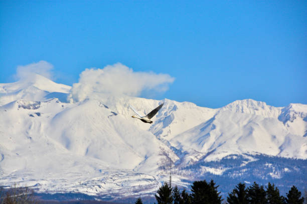 istock Swan flying in the sky with snow mountains 1219360283