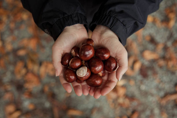 istock Unrecognisable Female Holding A Pile Of Conkers 1219361078