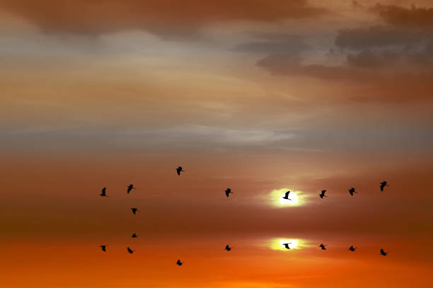 istock sunset reflection on sea and silhouette birds flying to home over water surface 1219361097
