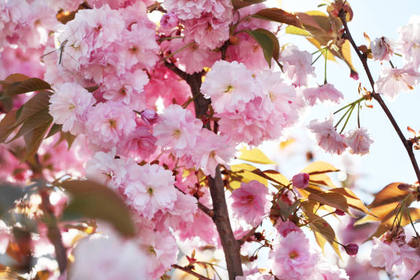 istock Flower spring bouquet with leaf.  Soft focus. Nature blur background. Pink (lilac) color. 1219361146