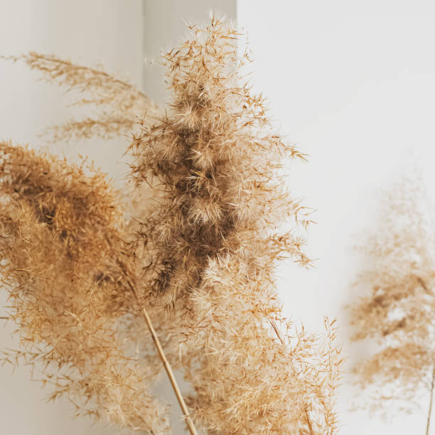 istock Dry beige reed against white wall close-up. 1219362246
