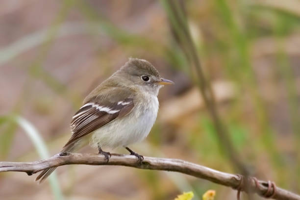 istock Least Flycatcher, Empidonax minimus, perched on branch 1219362468