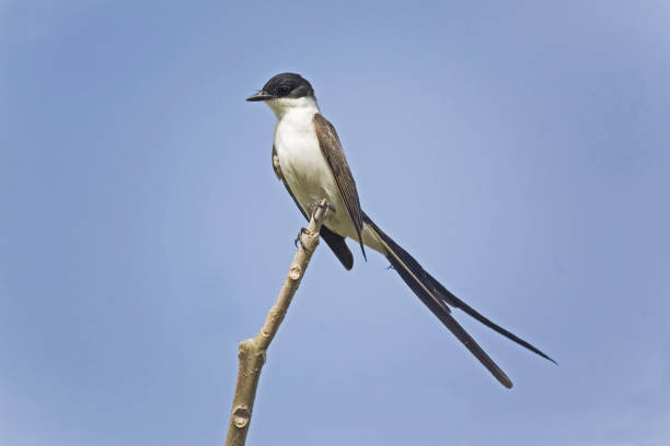 A Fork-tailed Flycatcher, Tyrannus savana, perched on branch