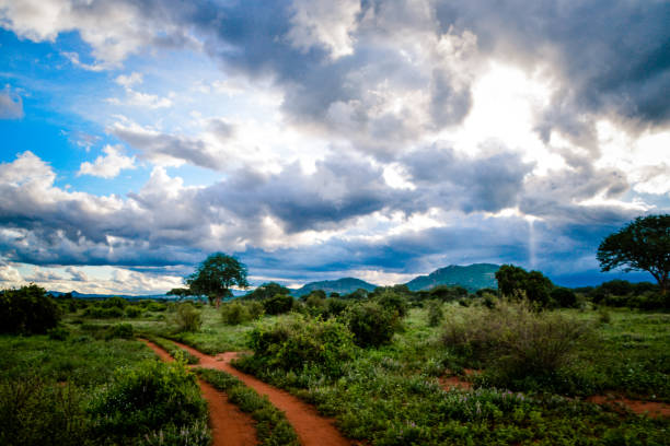 I loved the contrast between the green grass and the cloudy sky in this part of savannah, Tsavo-east national park, Kenya
