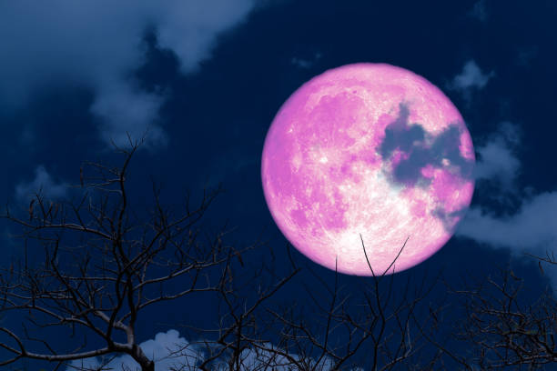 istock Pink Blue moon back silhouette soft cloud dry branck tree on night sky 1219362701