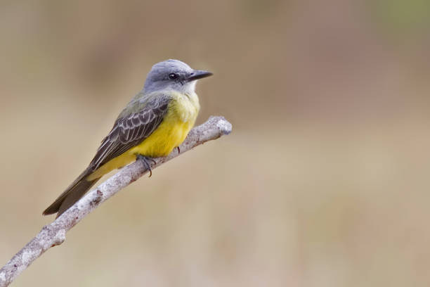istock Tropical Kingbird, Tyrannus melancholicus, perched 1219364360
