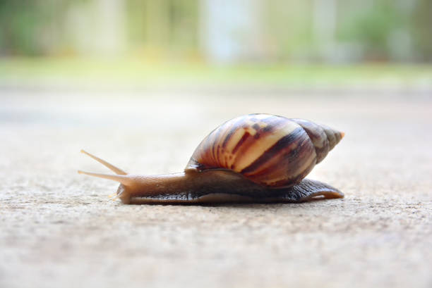 istock garden big snail on floor 1219364536