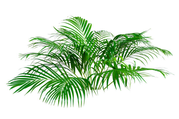 istock green leaves for background and wallpaper 1219364921