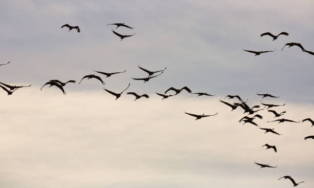 istock Flock of cranes flying in sky 1219365140