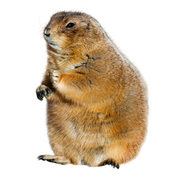 istock Black tailed prairie dog eating grass (Cynomys ludovicianus) 1219365203