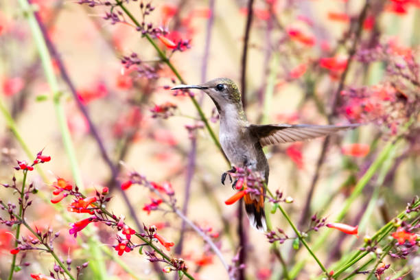 istock A female Ruby Topaz hummingbird flying in a Firecracker bush 1219365702