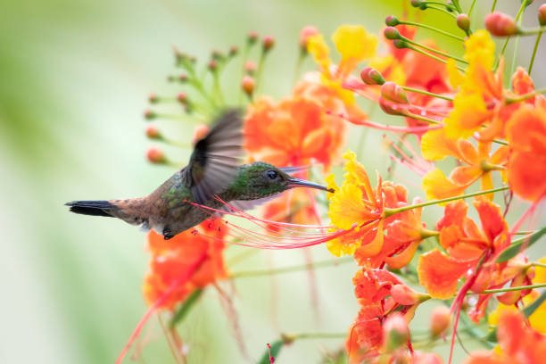 A juvenile Copper-rumped hummingbird feeding on the Pride of Barbados flowers A juvenile Copper-rumped hummingbird feeding on the colorful flowers of the Pride of Barbados tree in the rain. pride of barbados flower stock pictures, royalty-free photos & images