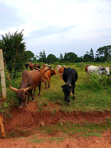 cow, nature, green, clouds