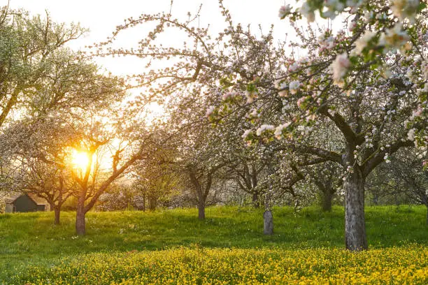 Photo of blossoming apple trees in an orchard. Photo was taken in the evening light in spring.