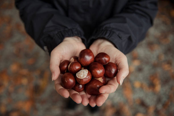 istock Female Hands Holding Lots Of Conkers 1219366480