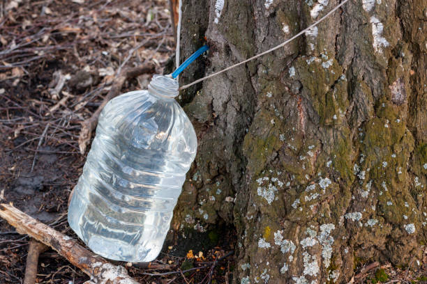 istock Bottle for birch sap under the tree. Collection of birch sap in the springtime. 1219366807