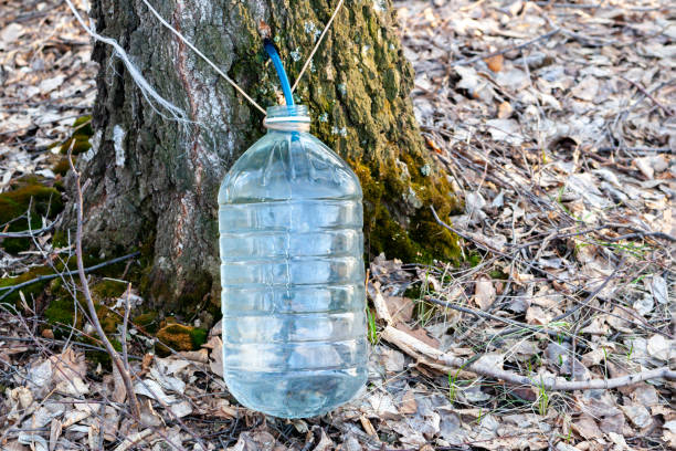 istock A plastic jar is hung on a tree to collect birch sap in the spring. 1219366809