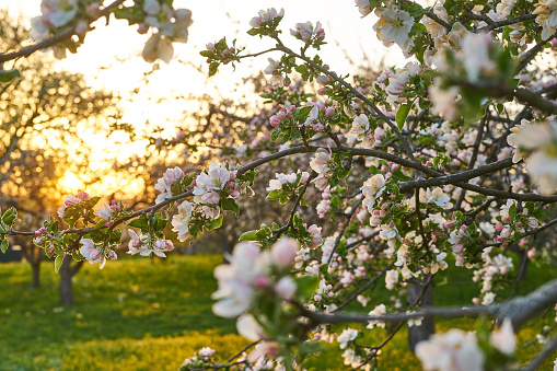 Photo of blossoming apple trees in an orchard. Photo was taken at sunset in spring.