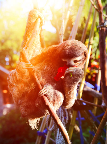 istock Happy, rescued Sloth eating Hibiscus flowers 1219368074