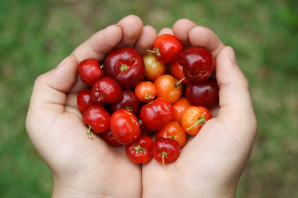 istock Handful of acerola cherries 1219368297