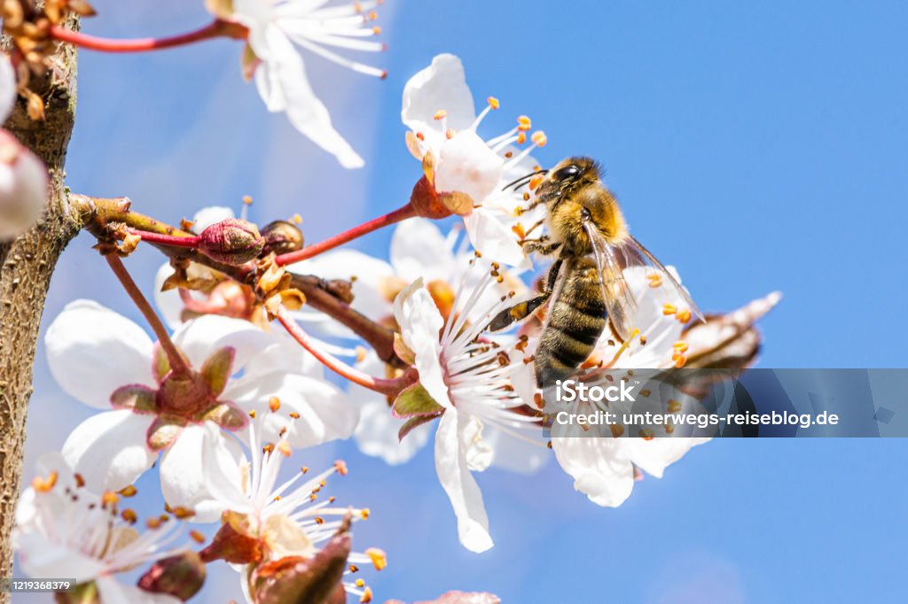 Bee gathering pollen in spring Bee gathering pollen in spring at a tree in southern Germany Animal Stock Photo