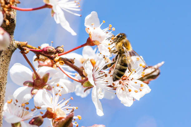 Bee gathering pollen in spring stock photo