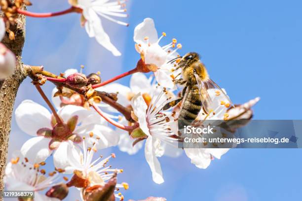 Bee Gathering Pollen In Spring Stock Photo - Download Image Now - Animal, Animal Wildlife, Apricot