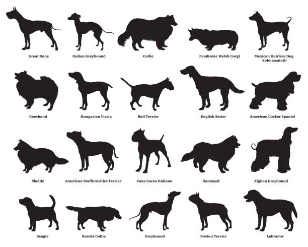 Set of dogs silhouettes-2 Vector set of different breeds dogs silhouettes isolated in black color on white backround. Part 2 shetland sheepdog stock illustrations