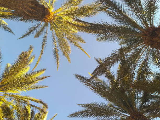 istock Palm leaves on sky background 1219371450