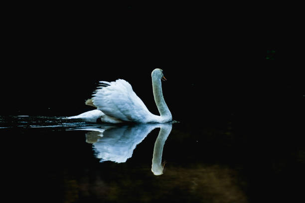 istock Swans in the lake, 1219372218