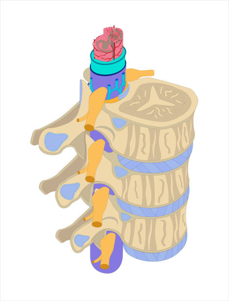 ilustracja koloru rdzenia - human spine human vertebra disk spinal stock illustrations