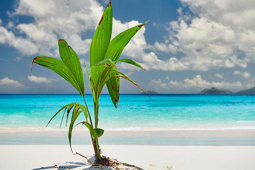 Palm tree growing from coconut on beautiful Anse Soleil beach at Mahe, Seychelles
