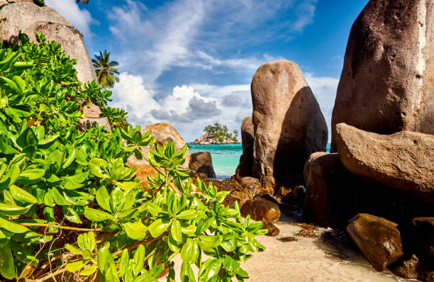 istock Beach with palm tree and rocks landscape 1219372670