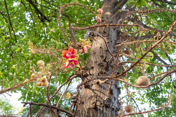 istock Dipterocarpaceae flowers Thai people call Sala are blooming 1219373014
