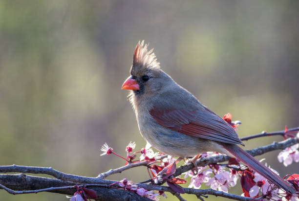 istock Northern Cardinal female, Cardinalis cardinalis, perched on a flowering plum tree in spring 1219373941