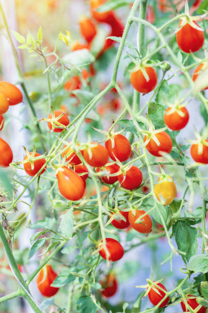 istock Tomatoes ripening in a greenhouse. 1219373963