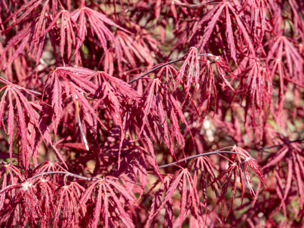 istock Fire Maple Soap Family Sapindaceae in the Park 1219373966