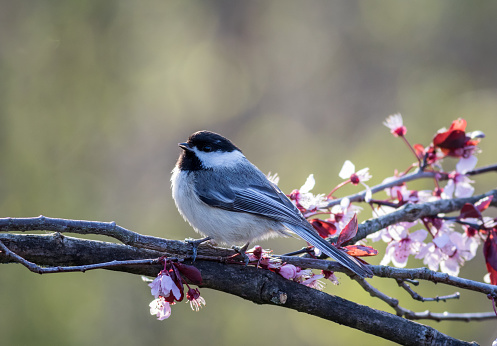 Beautiful songbird perched on a pink flowering plum tree in spring.  Backyard birding, nature.