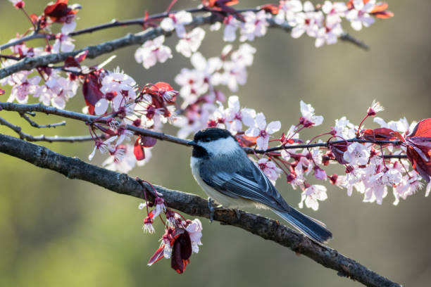 istock Black-capped Chickadee, Poecile atricapillus, perched on a flowering plum tree in spring 1219373975