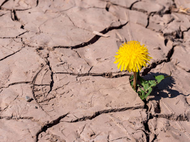 dandelions grow from a dry soil - the natural world plant attribute natural phenomenon mineral imagens e fotografias de stock