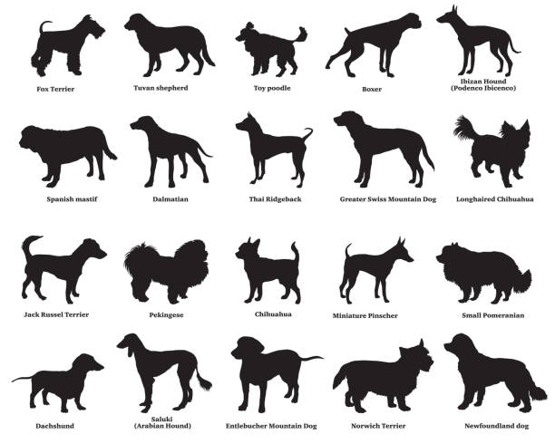 ilustrações de stock, clip art, desenhos animados e ícones de set of dogs silhouettes-4 - side view dog dachshund animal