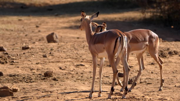 istock Herd of impala 1219375180