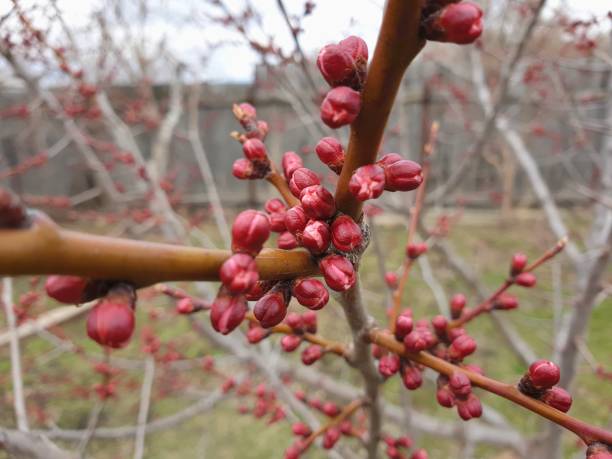 istock apricot buds in the spring, the fruit tree is preparing to bloom 1219375852