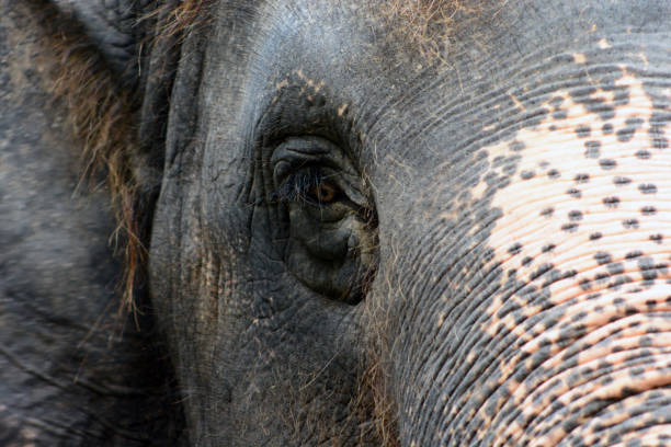 istock wild elephant close up of the eye 1219375941
