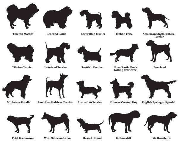 ilustraciones, imágenes clip art, dibujos animados e iconos de stock de conjunto de siluetas de perros-5 - molosser