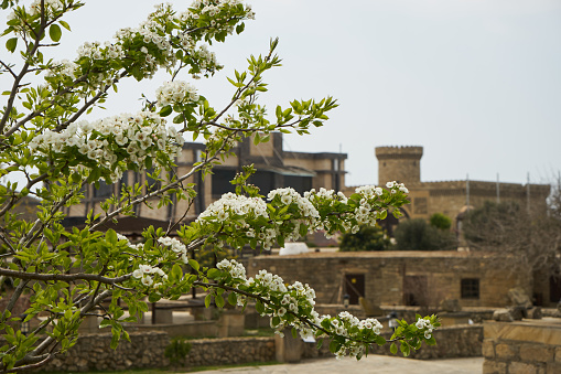 Flowering tree branch on old city background. Green tree branch with white flowers on ancient town garden. Springtime