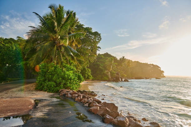 istock Beach with palm tree and rocks landscape 1219377135