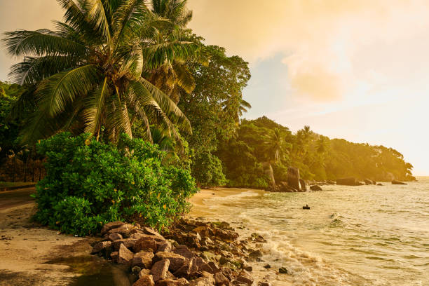 istock Beach with palm tree and rocks landscape 1219377140